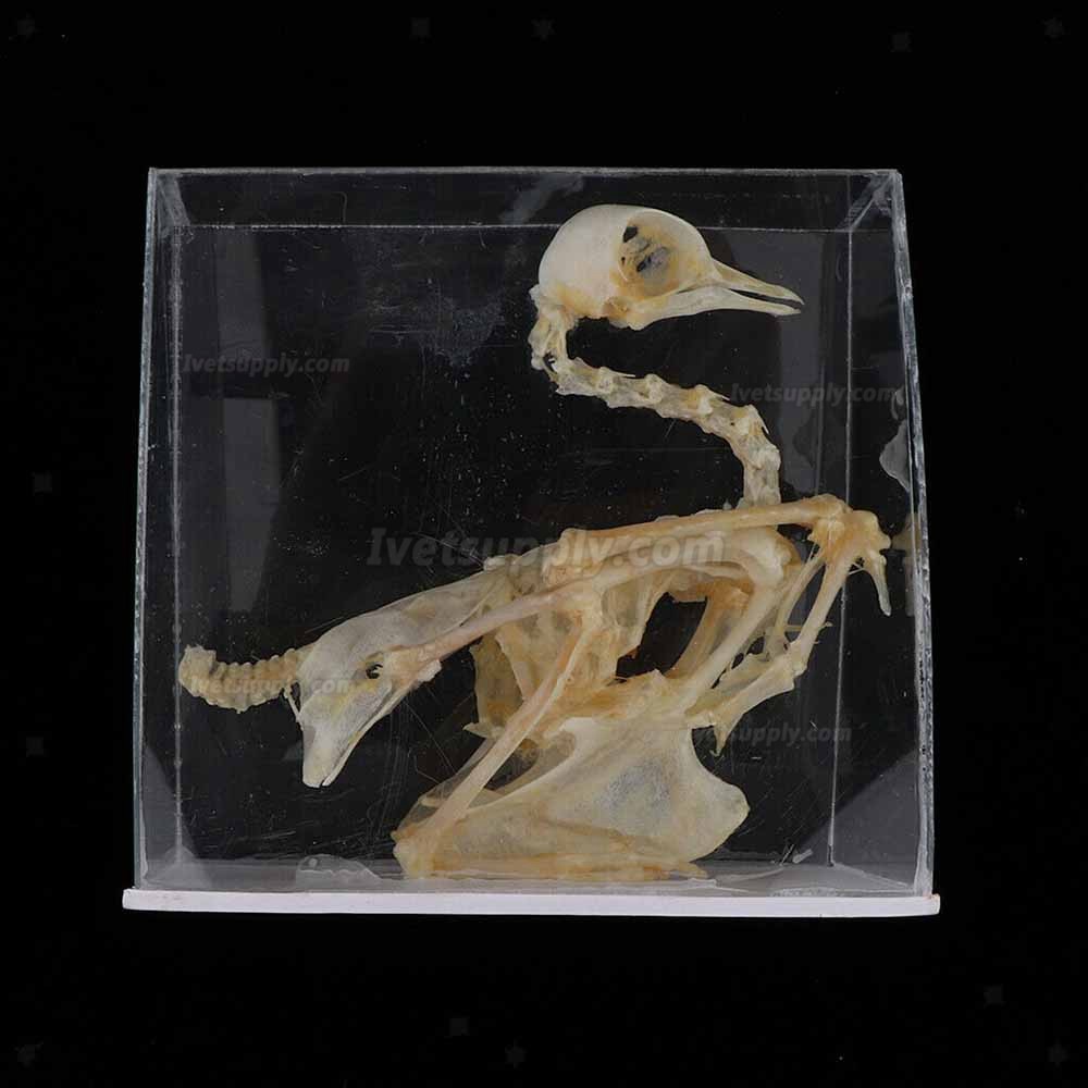 Pigeon Skeleton Taxidermy Animal Specimen Bones Biology Anatomy Study Aid